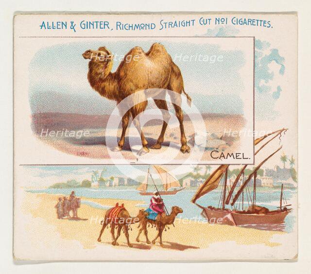 Camel, from Quadrupeds series (N41) for Allen & Ginter Cigarettes, 1890. Creator: Allen & Ginter.