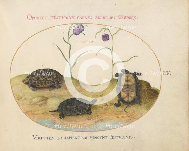 Animalia Qvadrvpedia et Reptilia (Terra): Plate LV, c. 1575/1580. Creator: Joris Hoefnagel.