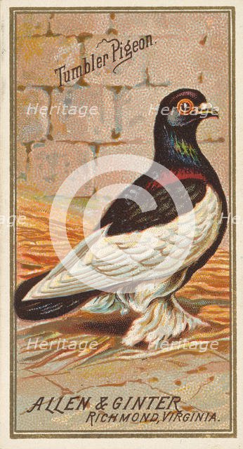 Tumbler Pigeon, from the Birds of America series (N4) for Allen & Ginter Cigarettes Brands, 1888. Creator: Allen & Ginter.