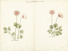Two studies of anemones, 1760-1769. Creator: C. Baak.