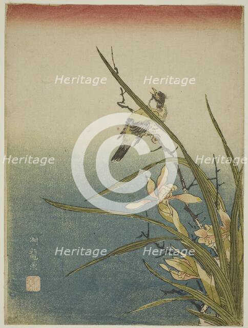 Orchid and Bird, c. 1770. Creator: Isoda Koryusai.