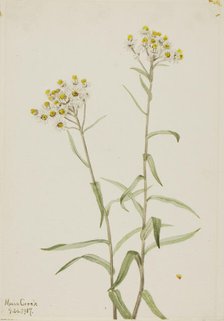 Pearl Everlasting (Anaphalis margaritacea), 1917. Creator: Mary Vaux Walcott.