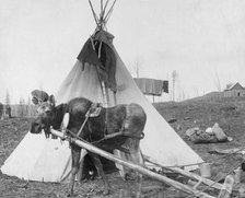 Moose harnessed for work beside tepee [i.e. tipi], 1916(?). Creator: C. W. Mathers.