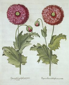 Poppies, from 'Hortus Eystettensis', by Basil Besler (1561-1629) pub. 1613 