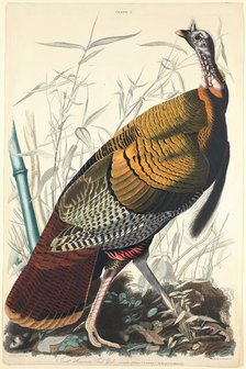 Great American Cock, 1827. Creator: William Home Lizars.