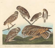 Burrowing Owl, Large-Headed Burrowing Owl andLittle Night Owl, 1838. Creator: Robert Havell.