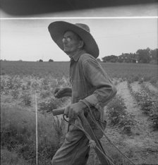 South Carolina sharecropper, 1937. Creator: Dorothea Lange.