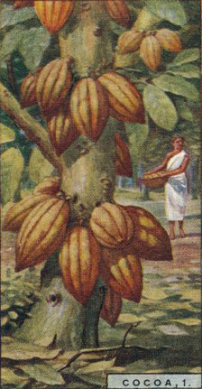 'Cocoa, 1. - Cacao Tree, Trinidad', 1928. Artist: Unknown.