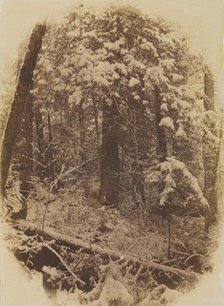 Untitled (Woods in Snow), 1859. Creator: William James Stillman (American, 1828-1901); J. W. Black.