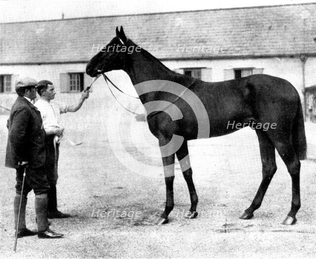 "Galtee More," bought by the Russian government for £21,000, 1898. Creator: Clarence Hailey.