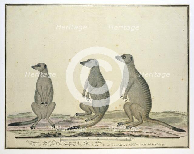 Suricata suricatta (Meerkats), 1773-1780. Creator: Robert Jacob Gordon.