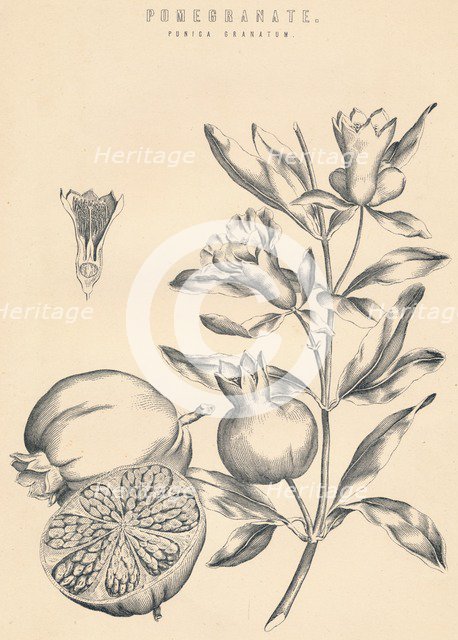 'Pomegranate', c19th century. Artist: Unknown.