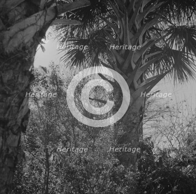 Palm trees and underbrush, Daytona Beach, Florida, 1943. Creator: Gordon Parks.