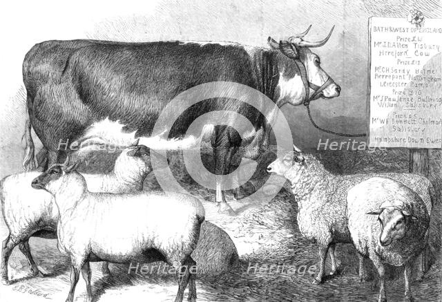 Prize cow and sheep at the Bath and West of England Agricultural Show, Southampton, 1869. Creator: Unknown.