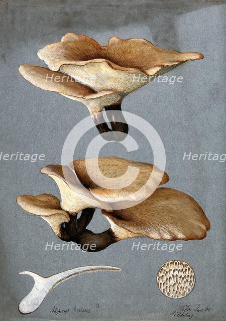 A bracket fungus (Polyporus varius): groups of fruiting bodies with one sectioned, 1900. Creator: G Harding.