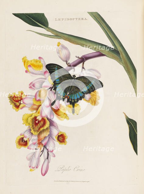 An epitome of the natural history of the insects of China, 1798. Creator: Donovan; Edward (1768-1837).