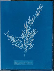 Sargassum bacciferum, 1843 or 1844. Creator: Anna Atkins.