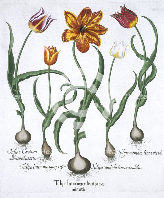 Five tulips, 1613. Artist: Unknown