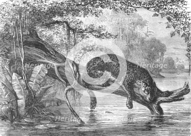 'Jaguar fishing on the banks of the Orinoco; A Journey up the Orinoco', 1875. Creator: Unknown.