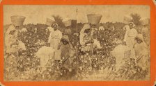 Picking cotton, c1880. Creator: O. Pierre Havens.