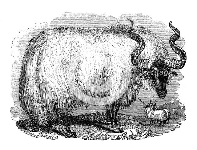 Spanish sheep, 1848. Artist: Unknown