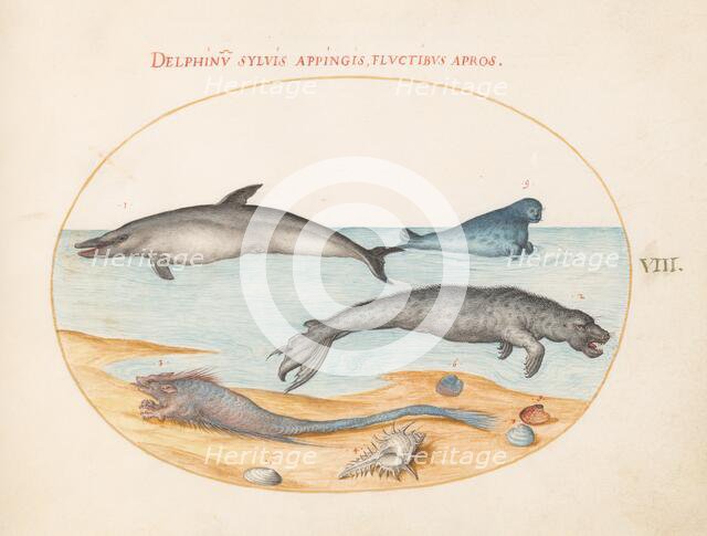 Animalia Aqvatilia et Cochiliata (Aqva): Plate VIII, c. 1575/1580. Creator: Joris Hoefnagel.