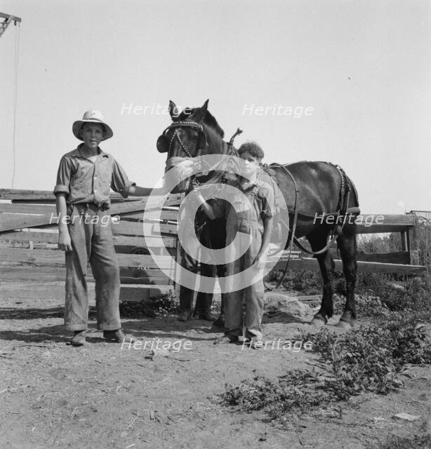Possibly: Hired man helps the farmers' oldest boy on the Myers farm, Washington, Yakima County, 1939 Creator: Dorothea Lange.