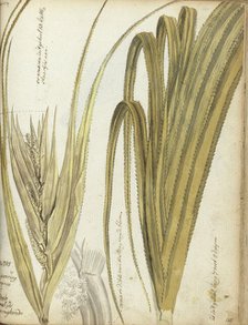 Poedak, Javanese flower, 1785. Creator: Jan Brandes.