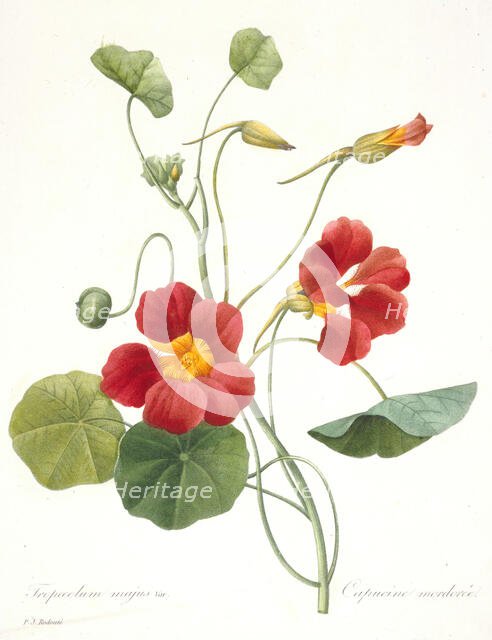 Tropaeolum majus (Garden Nasturtium), 1827. Creator: Redouté, Pierre-Joseph (1759-1840).