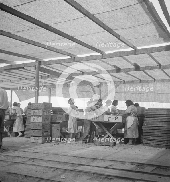 Women packing apricots in large open sheds adjoining the orchards, Brentwood, California, 1938. Creator: Dorothea Lange.