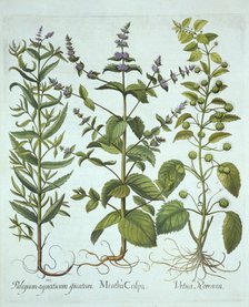 Spearmint, Roman Nettle and Long-Leaved Horsemint, from 'Hortus Eystettensis', by Basil Besler (1561