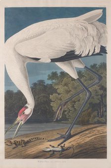 Hooping Crane, 1834. Creator: Robert Havell.