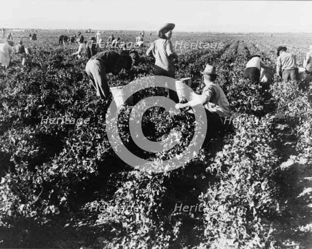 Pea pickers, California, 1939. Creator: Dorothea Lange.