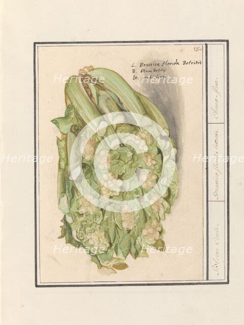 Cauliflower (Brassica oleracea convar. botrytis var. Botrytis), 1596-1610. Creators: Anselmus de Boodt, Elias Verhulst.
