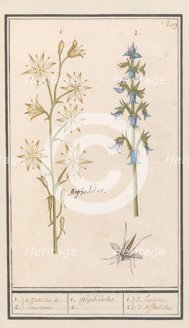 Asphodel (Asphodelus) and Rough bellflower (Campanula trachelium), 1596-1610. Creators: Anselmus de Boodt, Elias Verhulst.