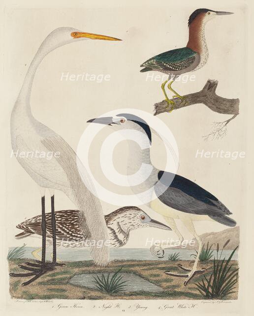 Green Heron, Night Heron, Young Heron, and Great White Heron, published 1808-1814. Creator: John G. Warnicke.
