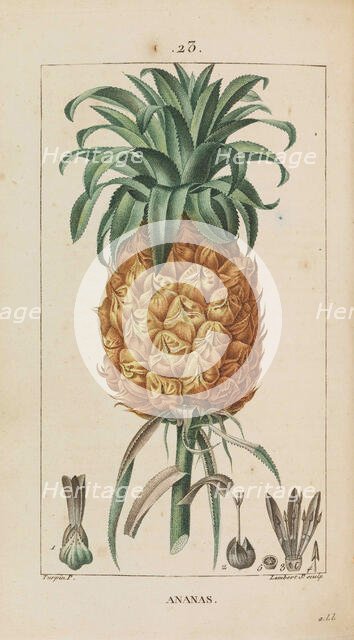 Ananas. Flore médicale, 1814-1820. Creator: Chaumeton, François-Pierre (1775-1819).