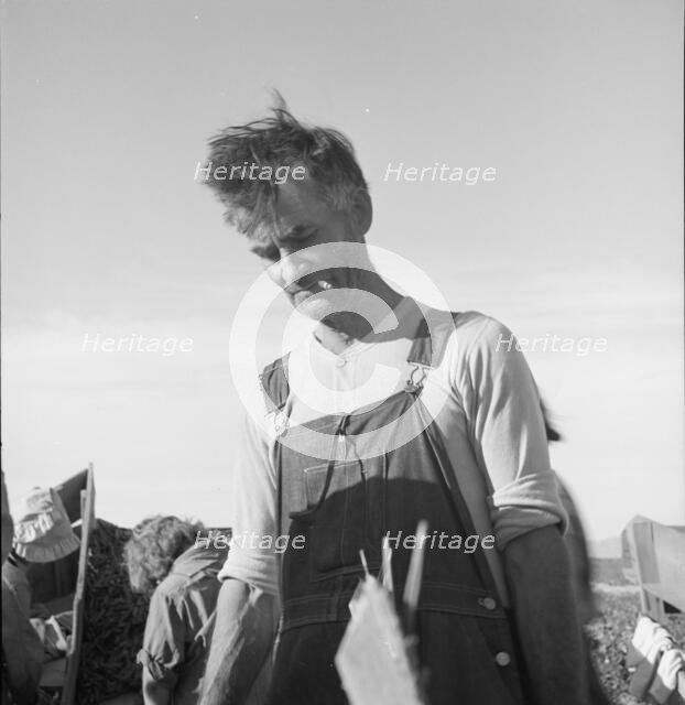Straw boss of pea packers in the field near Calipatria, Imperial Valley, California, 1939. Creator: Dorothea Lange.