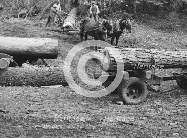 Members of Ola self-help sawmill co-op rolling white fir log..., Gem County, Idaho, 1939. Creator: Dorothea Lange.