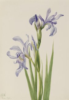 Western Blue Flag (Iris missouriensis), 1933. Creator: Mary Vaux Walcott.
