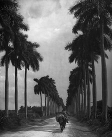 Avenue of Palms, Havana, c1903. Creator: Unknown.