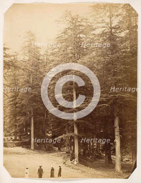 Deodars at Annandale, Simla, 1858-61. Creator: Unknown.