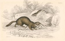 Polecat (Mustela putorius), member of the weasel family, 1828. Artist: Unknown