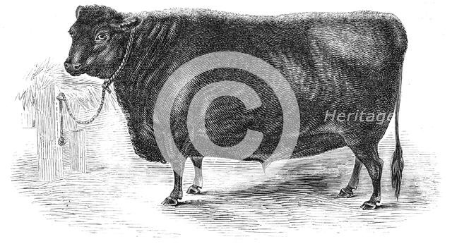 Prince Albert's Angus polled ox, 1844. Creator: Unknown.