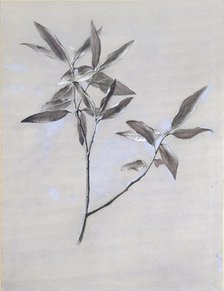 Under-surface of a dried Spray of Olive, gathered at Verona, after 1878. Artist: John Ruskin.