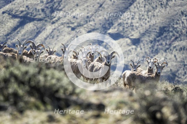 Well, Hello. Creator: Joshua Johnston.