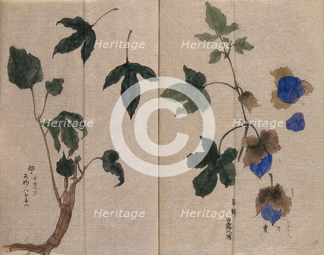 A mallow plant (Hibiscus species): fruiting stem in two sections. Creator: Unknown.