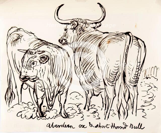 Aberdeen Ox and Shorthorned Bull, 1825-1839. Creator: James Howe.