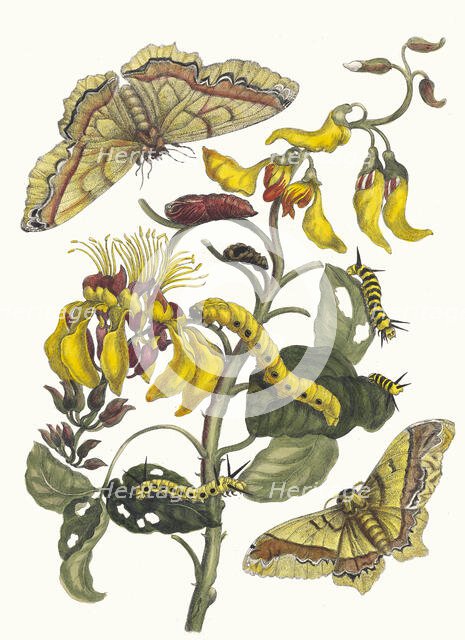 Pallisaden-boom. From the Book Metamorphosis insectorum Surinamensium, 1705. Creator: Merian, Maria Sibylla (1647-1717).