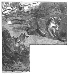'The Fox and her Cubs', c1900. Artist: Helena J. Maguire.